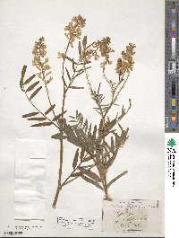 Galega officinalis image