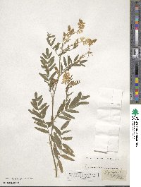 Galega officinalis image