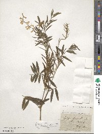 Galega officinalis image