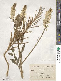 Galega officinalis image