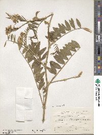 Galega officinalis image