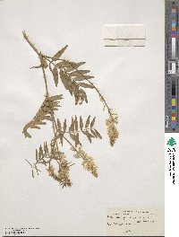 Galega officinalis image