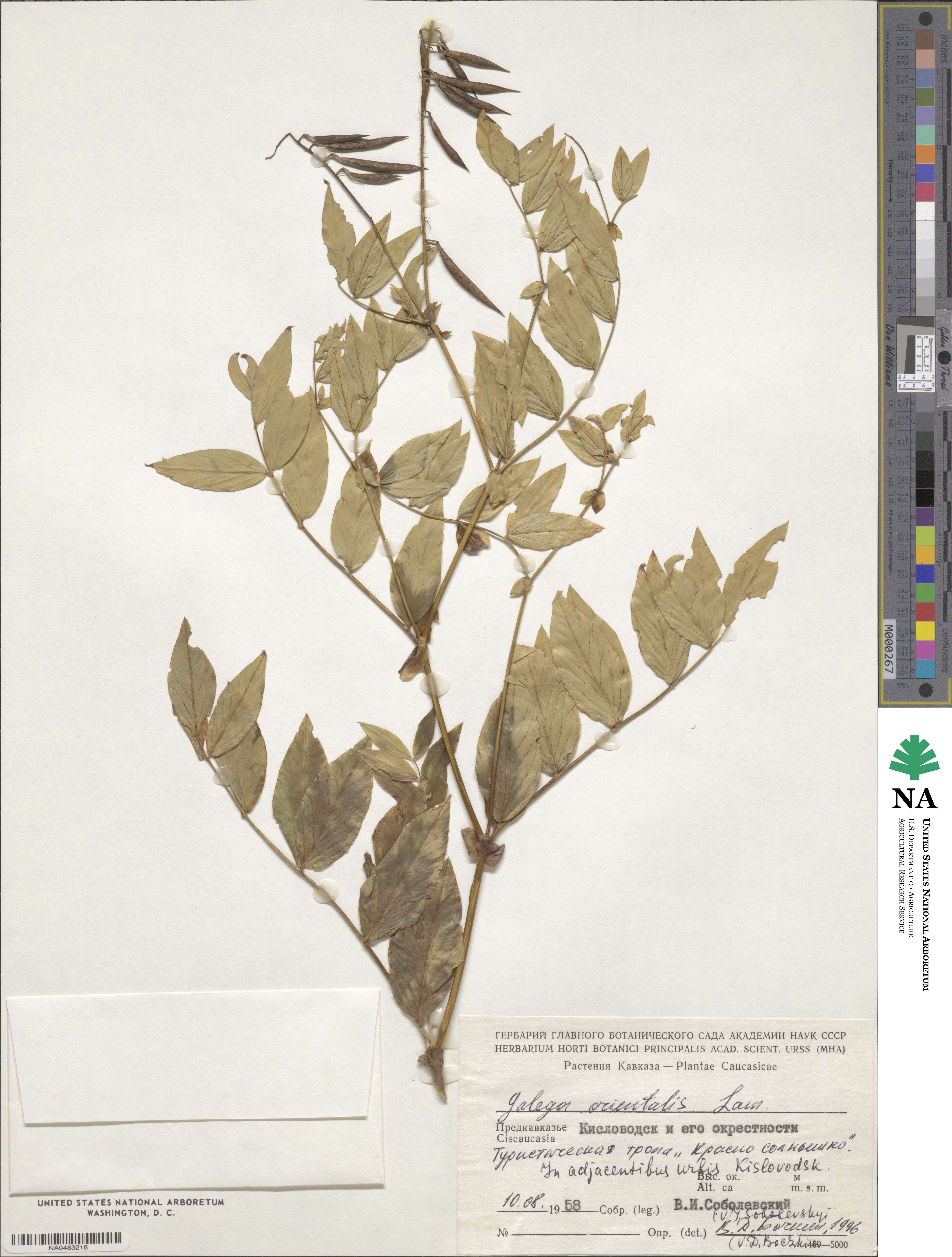 Galega orientalis image