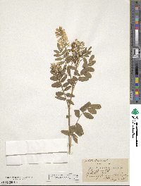 Galega officinalis image