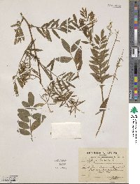 Galega officinalis image