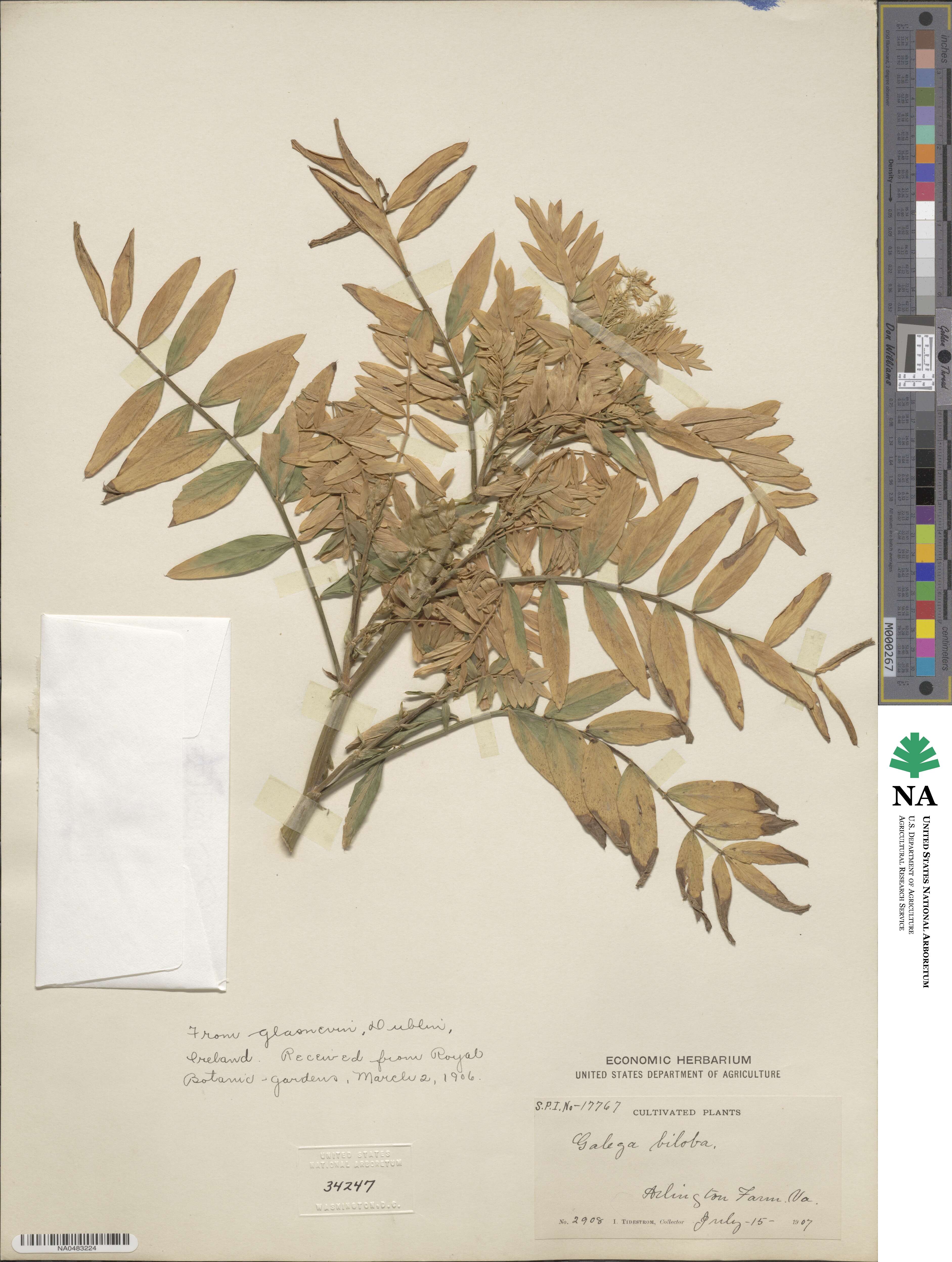 Galega officinalis image