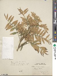 Galega officinalis image