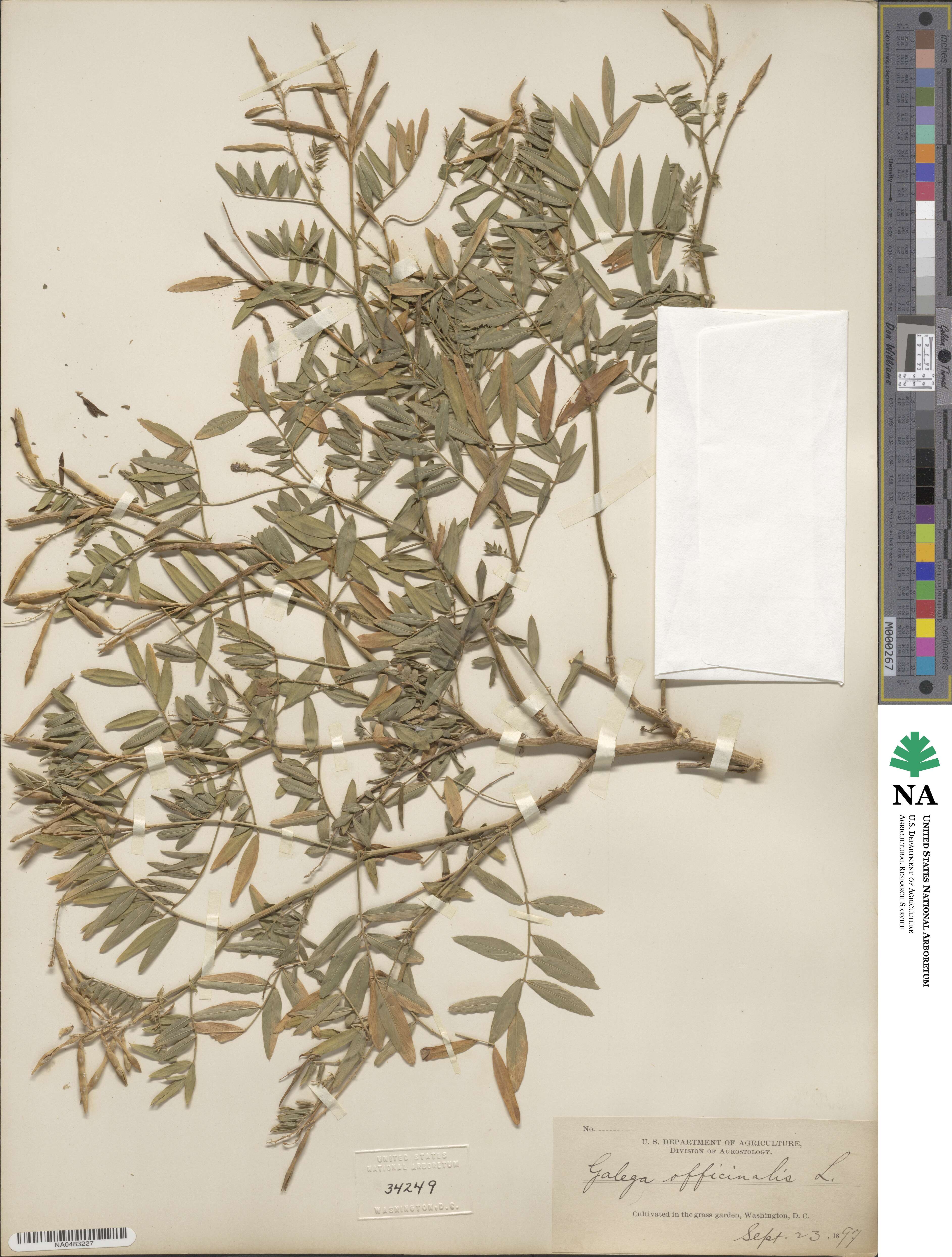 Galega officinalis image