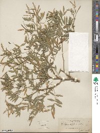 Galega officinalis image