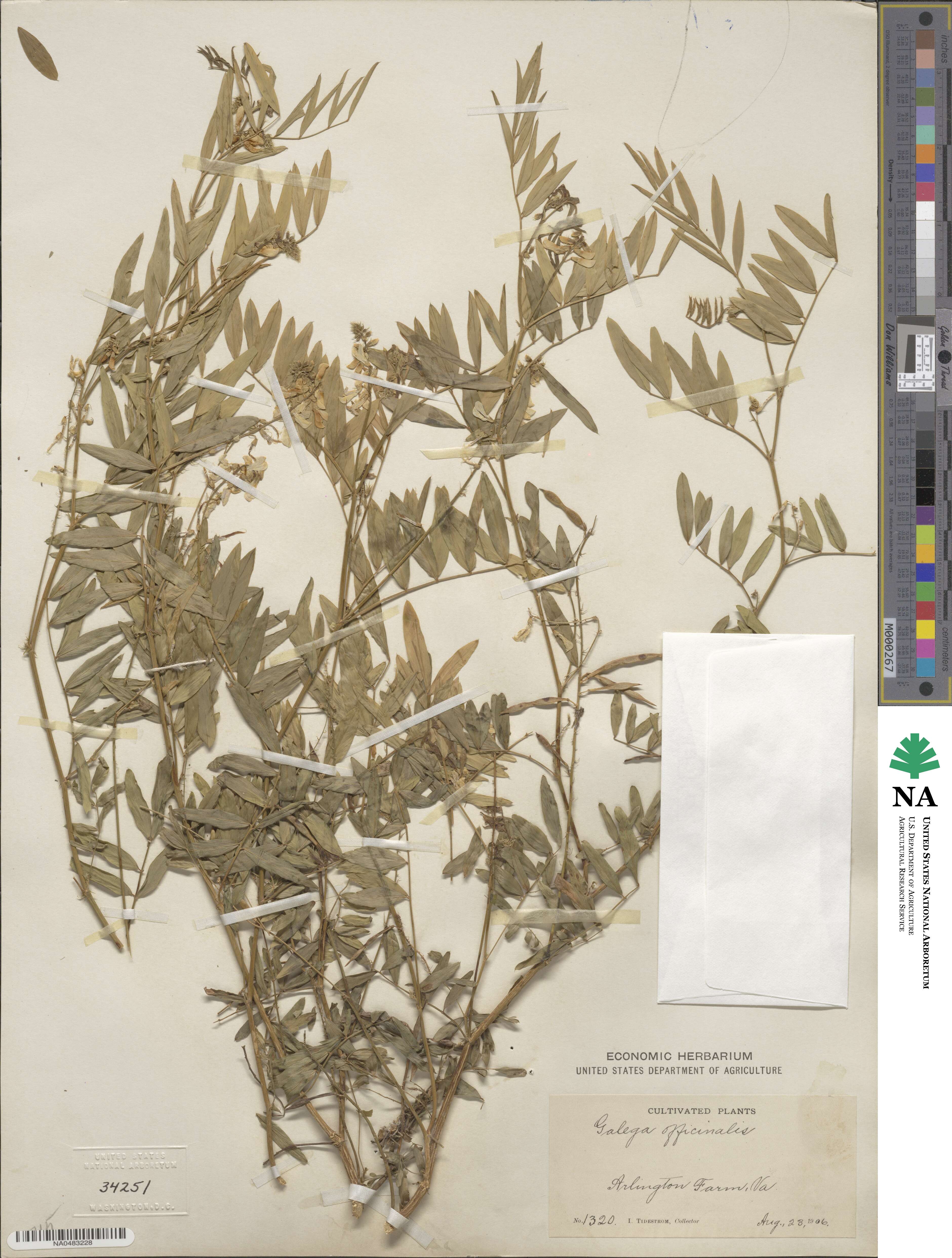 Galega officinalis image