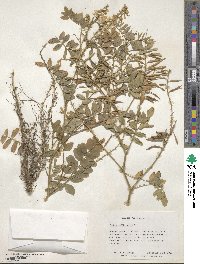 Galega officinalis image