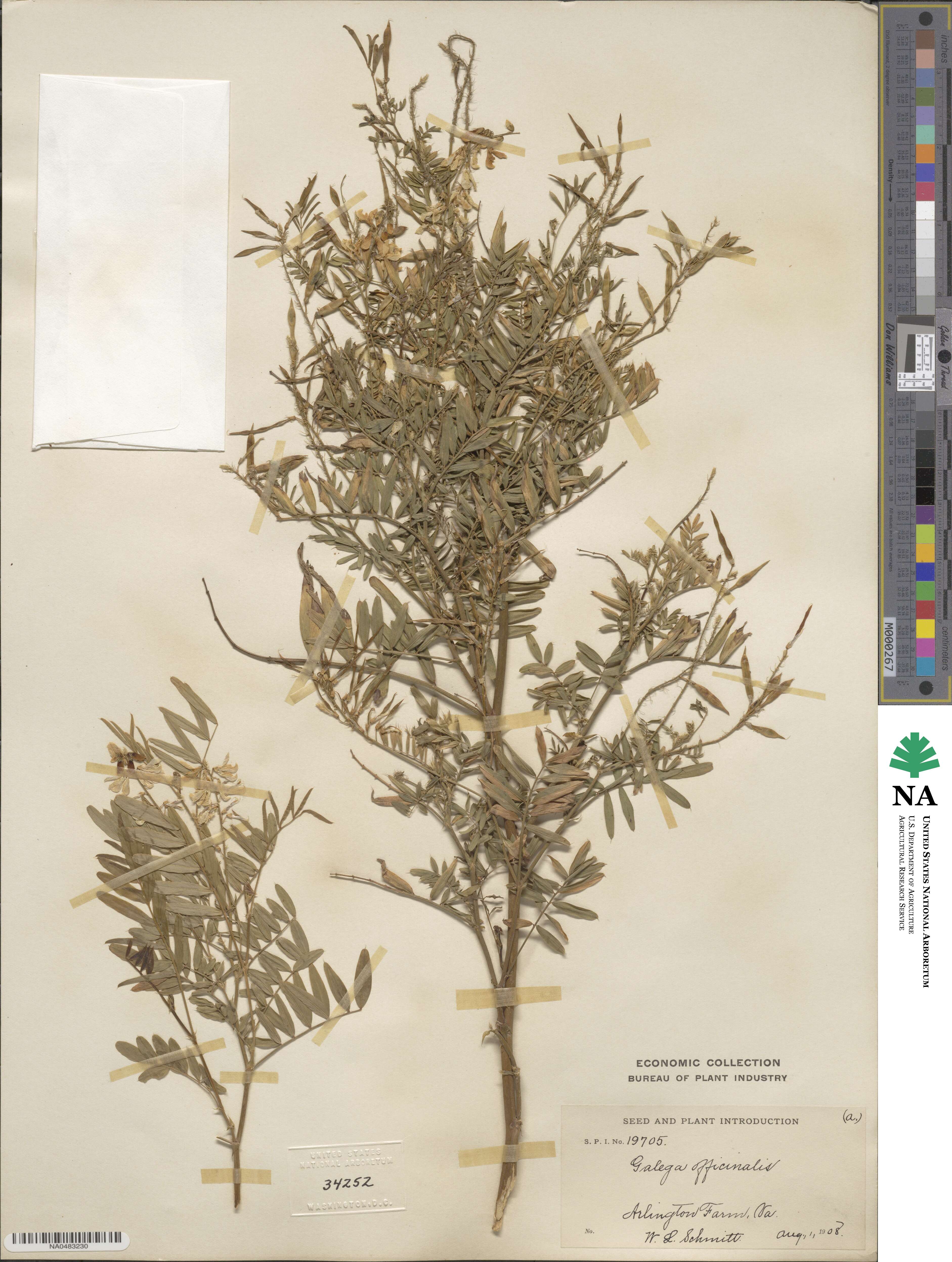 Galega officinalis image