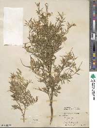 Galega officinalis image