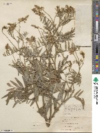 Galega officinalis image