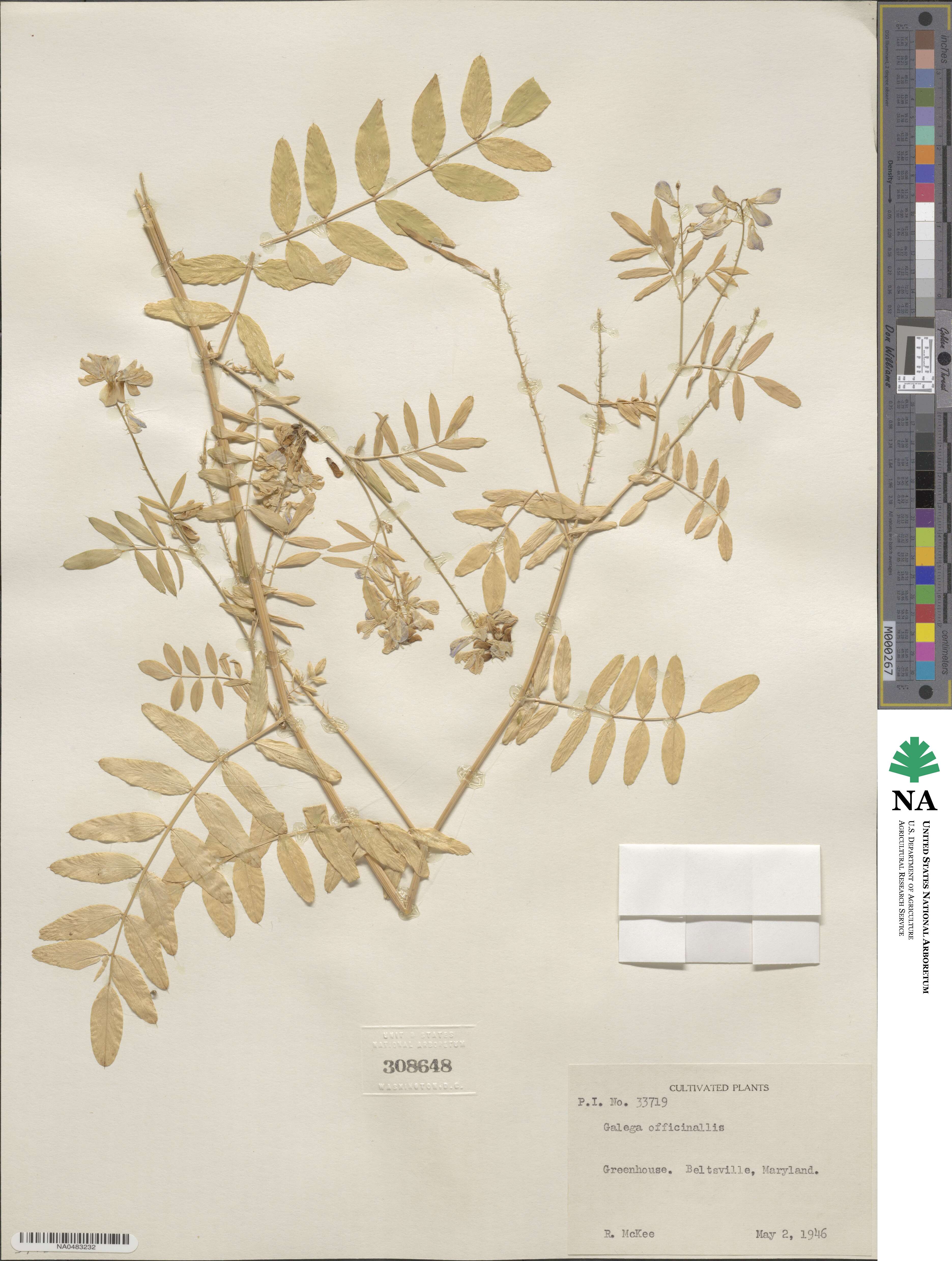 Galega officinalis image