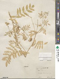 Galega officinalis image