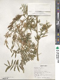 Galega officinalis image