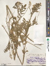 Galega officinalis image