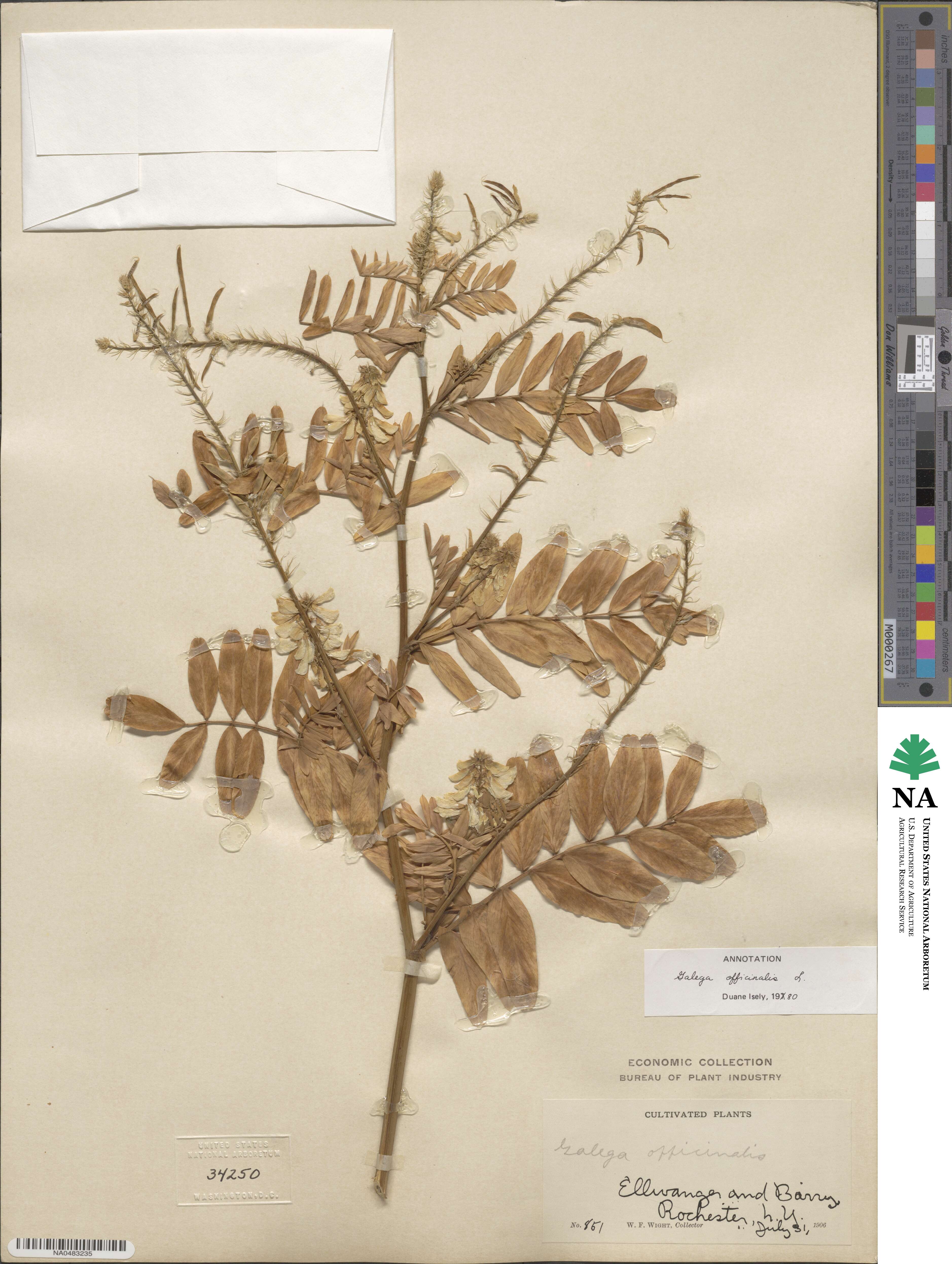 Galega officinalis image