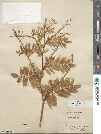 Galega officinalis image