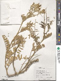 Galega officinalis image