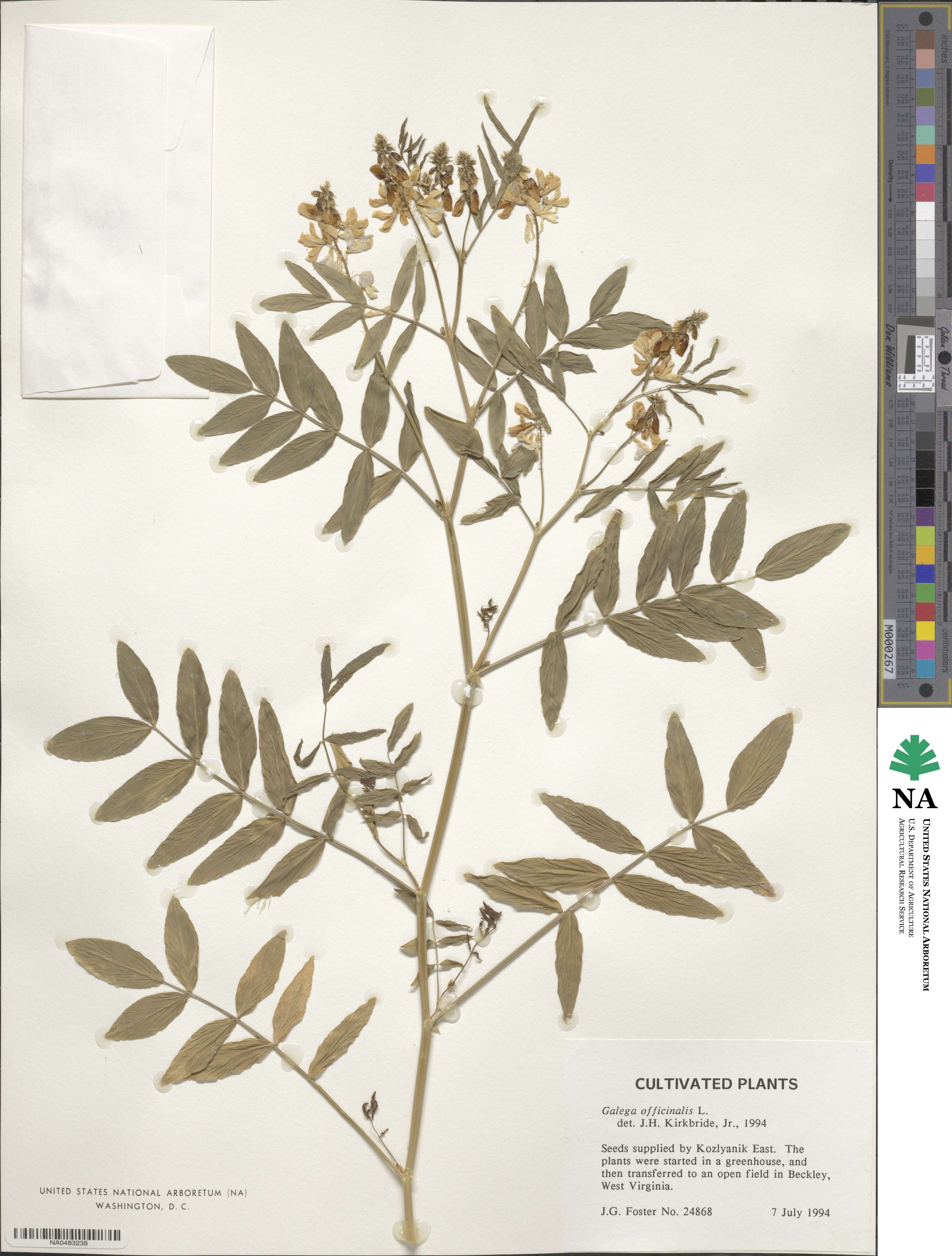 Galega officinalis image