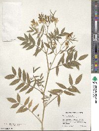 Galega officinalis image