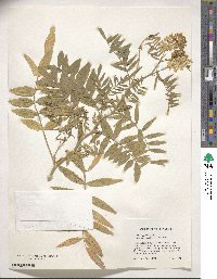 Galega officinalis image