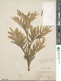 Galega officinalis image