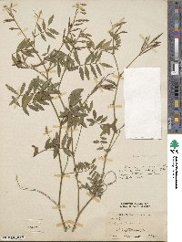 Galega officinalis image