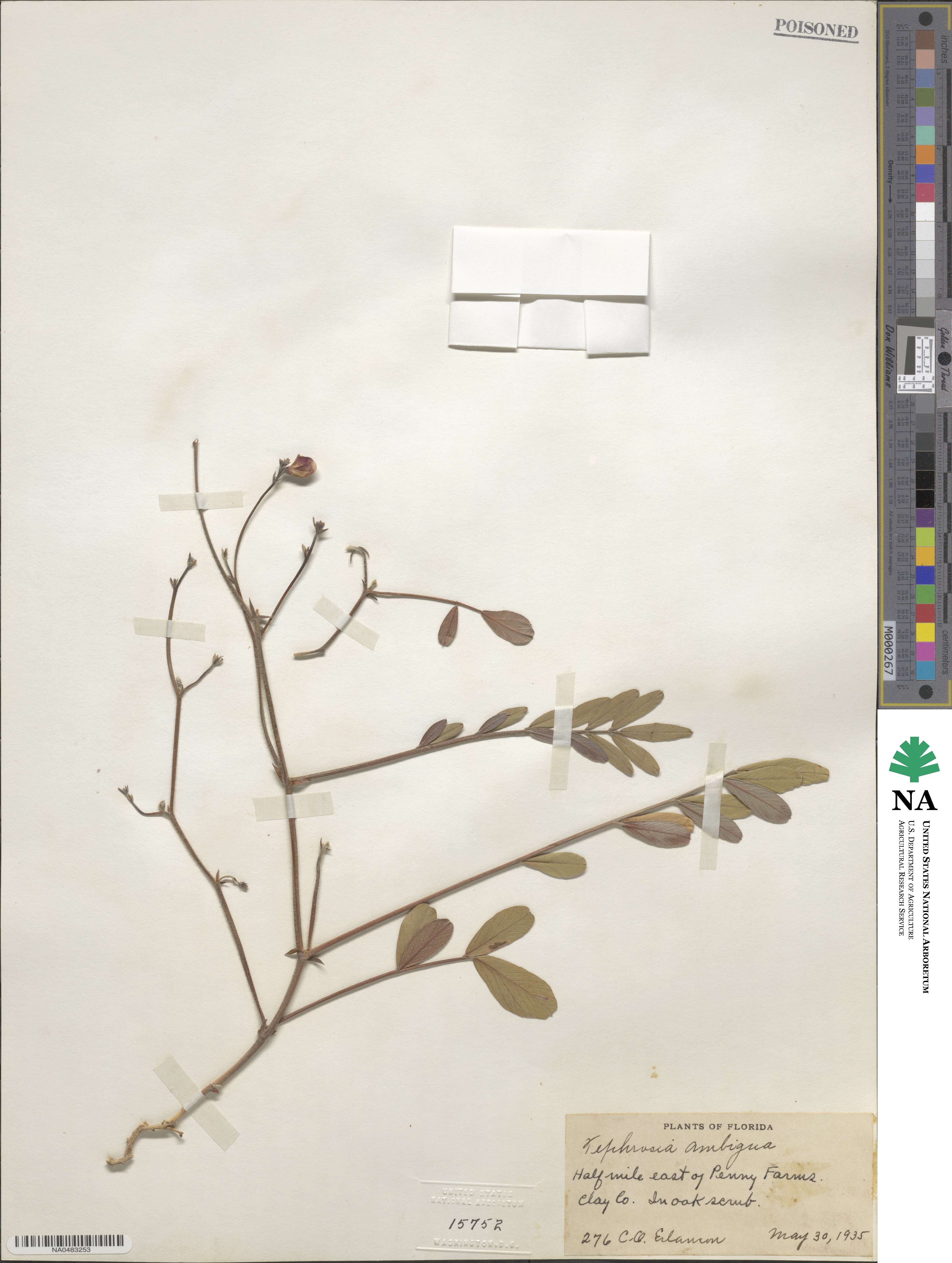 Tephrosia florida image