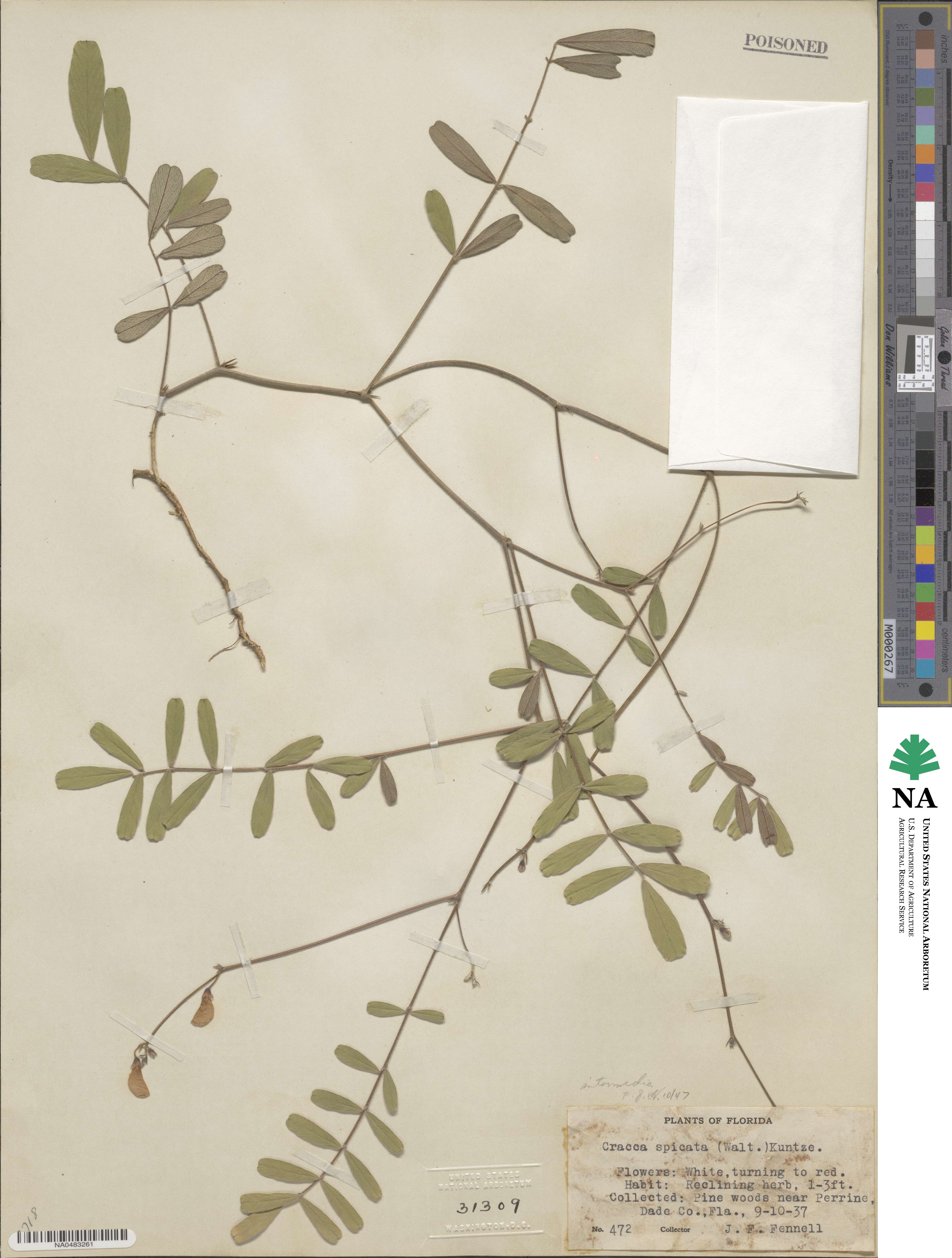 Tephrosia × intermedia image