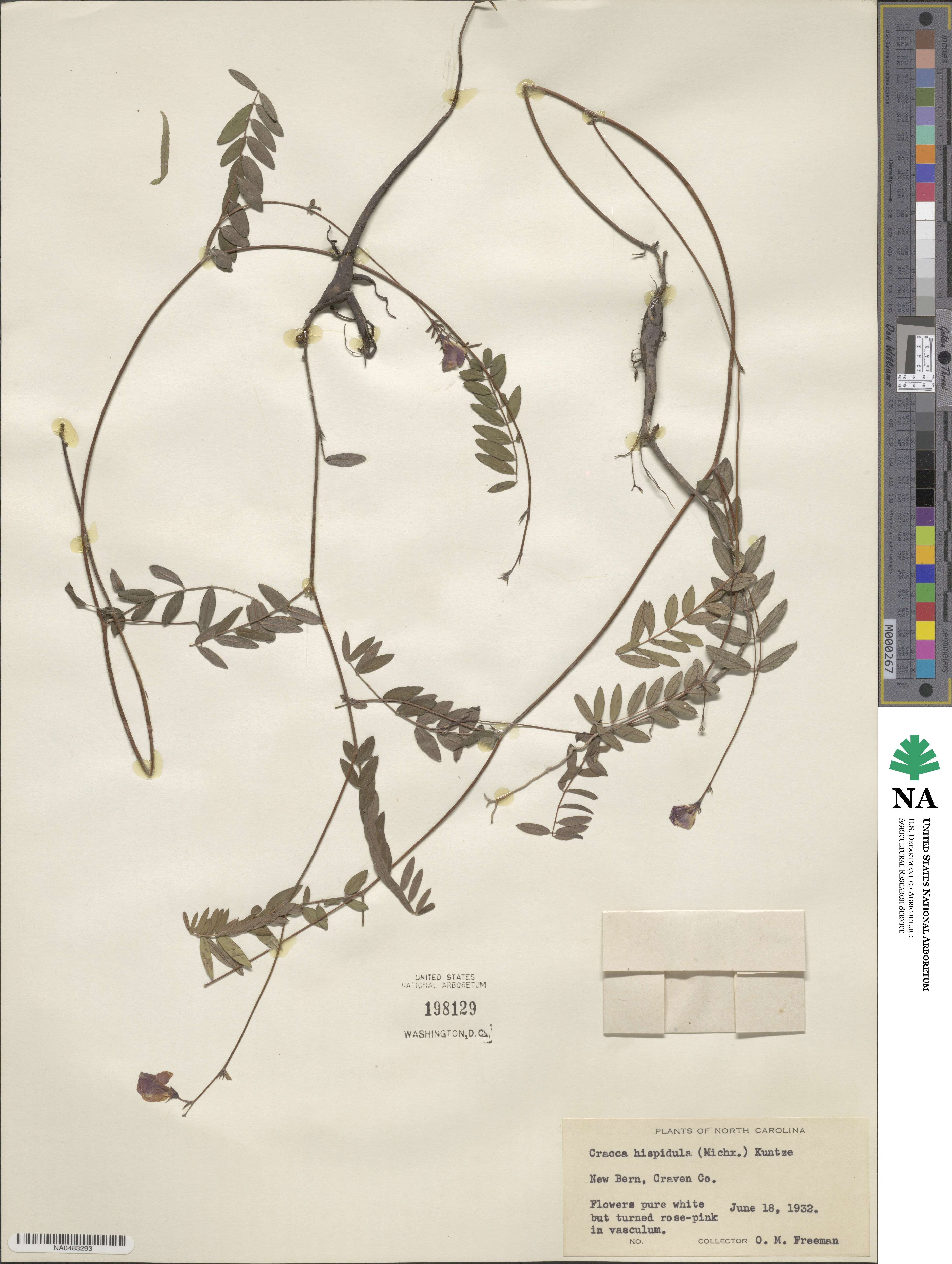 Tephrosia hispidula image