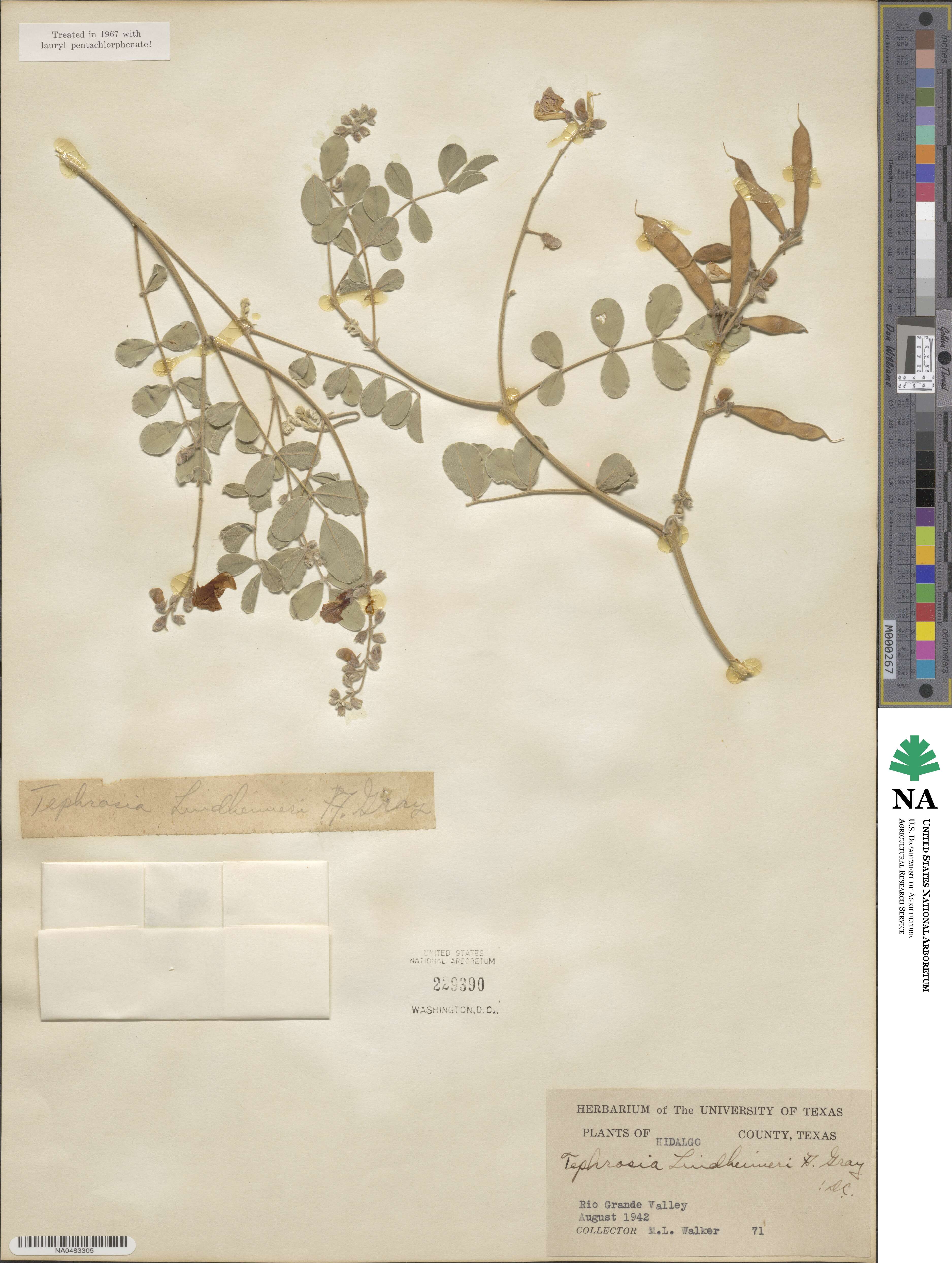 Tephrosia lindheimeri image