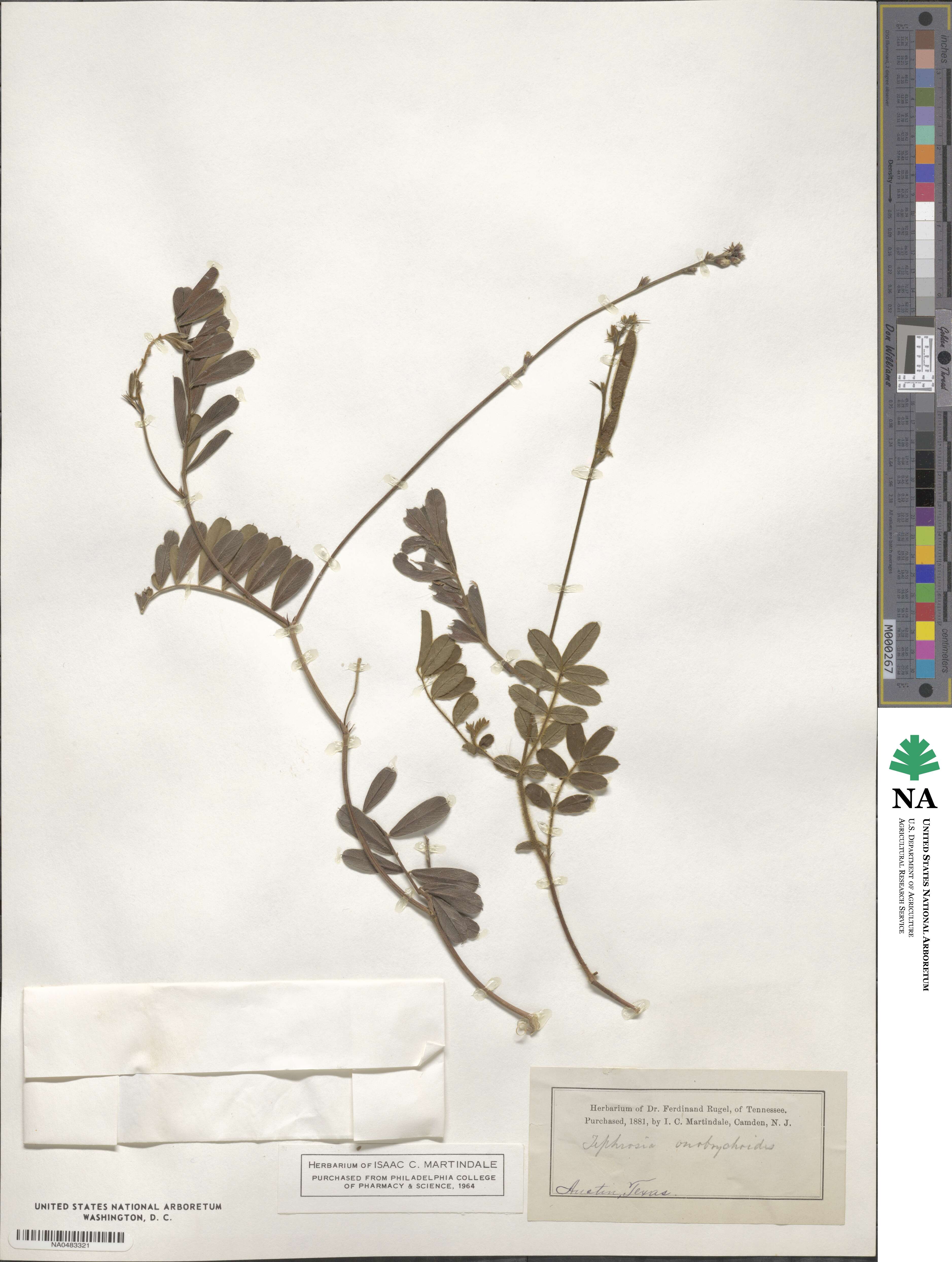 Tephrosia onobrychoides image