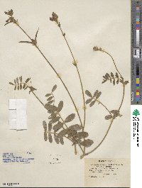Tephrosia spicata image