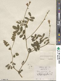 Tephrosia spicata image