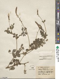 Tephrosia spicata image