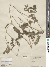 Tephrosia spicata image