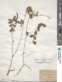 Tephrosia spicata image