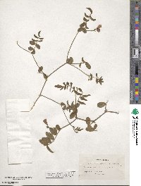 Tephrosia spicata image