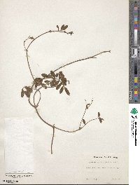 Tephrosia spicata image