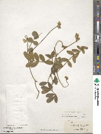Tephrosia spicata image
