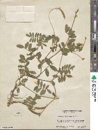 Tephrosia spicata image