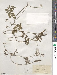 Tephrosia spicata image