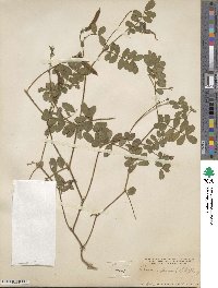 Tephrosia spicata image
