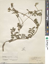 Tephrosia spicata image