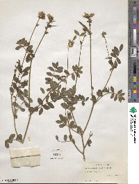 Tephrosia spicata image