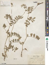 Tephrosia spicata image