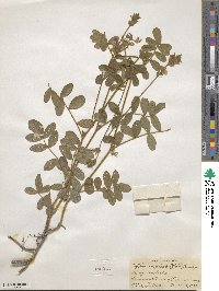 Tephrosia spicata image